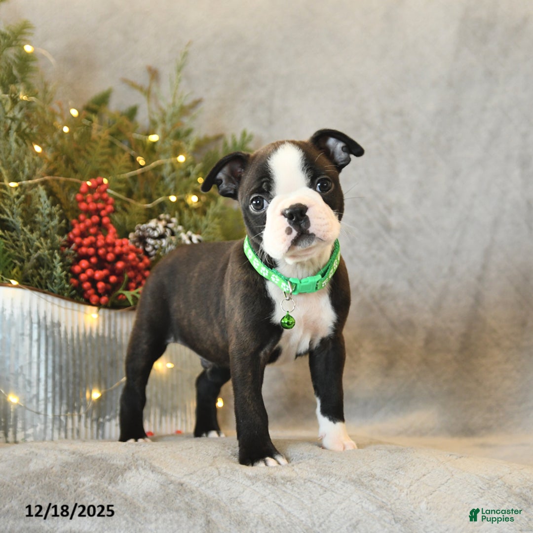Boston Terrier dogs for sale: Skipper - Ad 2