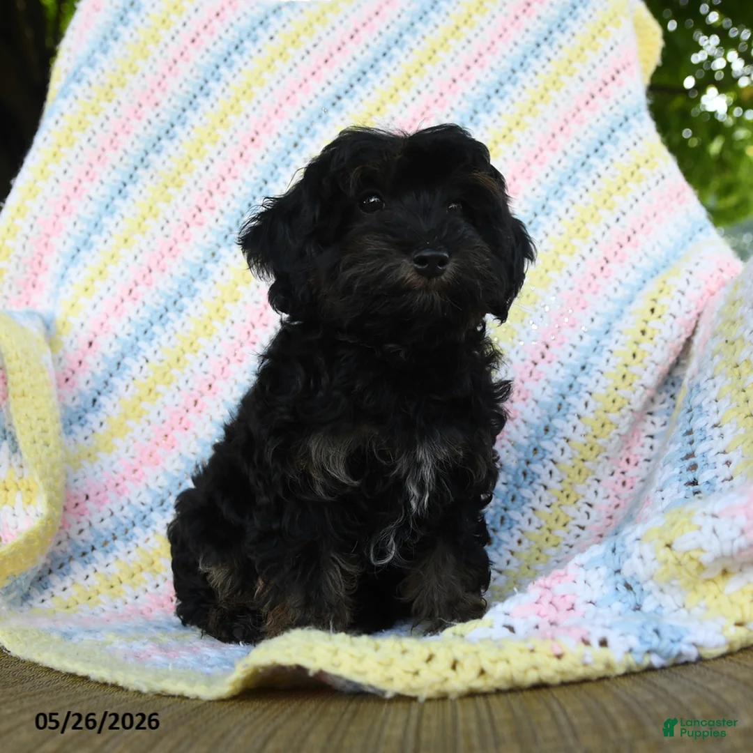 Havapoo dogs for sale: Button - Ad 1