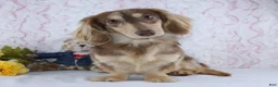 Miniature Dachshund dogs for sale: Lyle - Ad 5