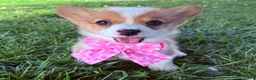 Welsh Corgi Pembroke dogs for sale: Ruth - Ad 3