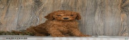 Goldendoodle dogs for sale: Emma - Ad 5