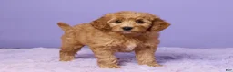 Mini Goldendoodle dogs for sale: Hazel - Ad 4