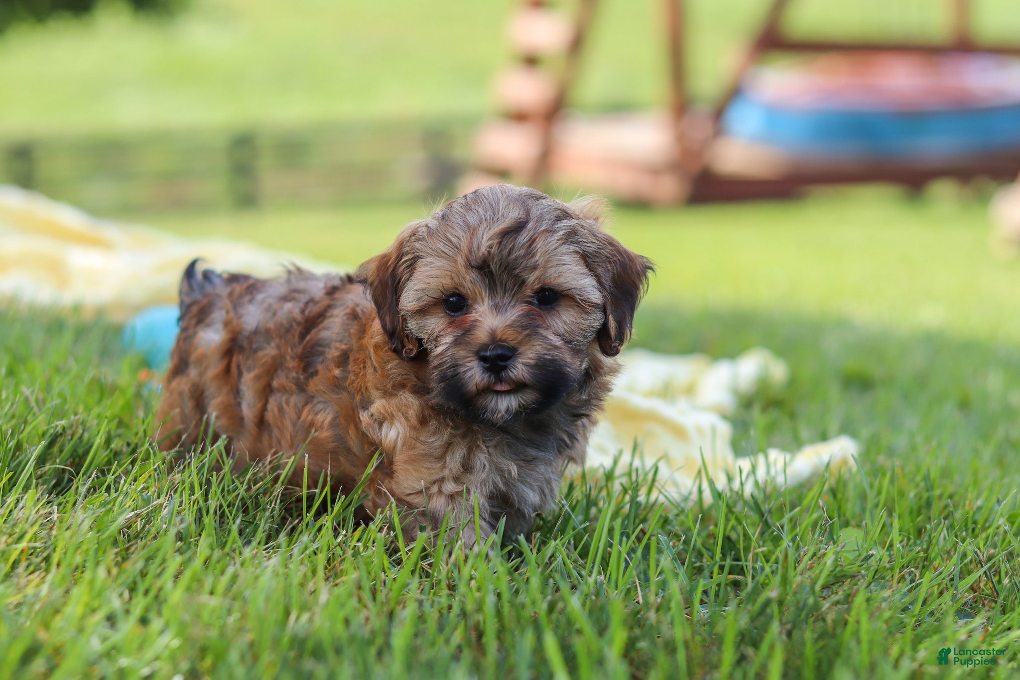 Yorkiepoo dogs Teddy - Ad 2