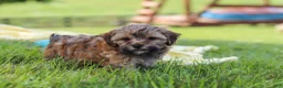 Yorkiepoo dogs for sale: Teddy - Ad 2
