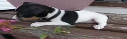 Toy Fox Terrier dogs for sale: Toy Fox Terrier 3 Jackson  - Ad 4