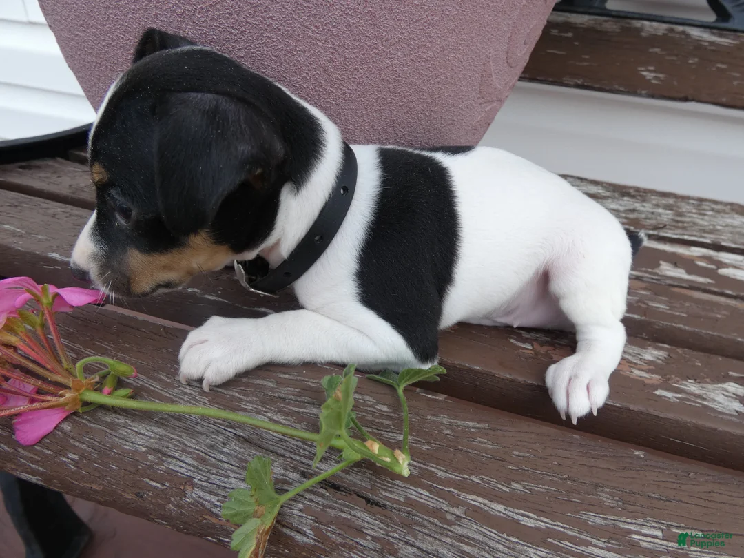 Toy Fox Terrier dogs for sale: Toy Fox Terrier 3 Jackson  - Ad 4