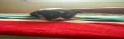 Welsh Corgi Pembroke dogs for sale: Peanut - Ad 3