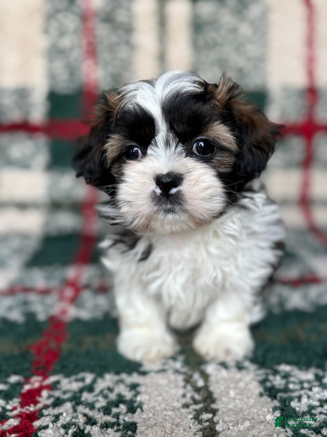 Shih Tzu dogs for sale: Prancer - Ad 1