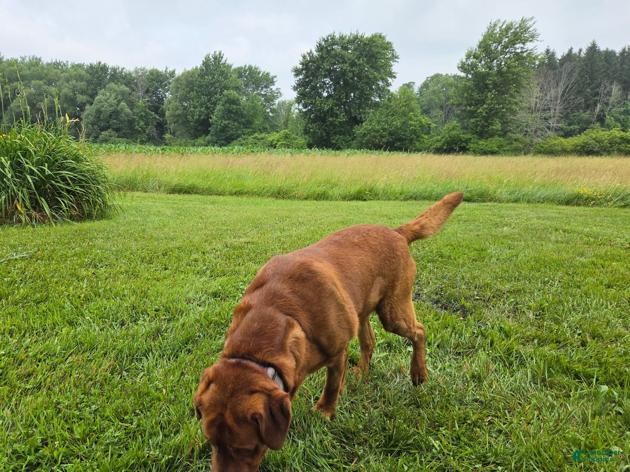 Labrador Retriever dogs Barney - Ad 2