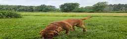 Labrador Retriever dogs for stud: Barney - Ad 2