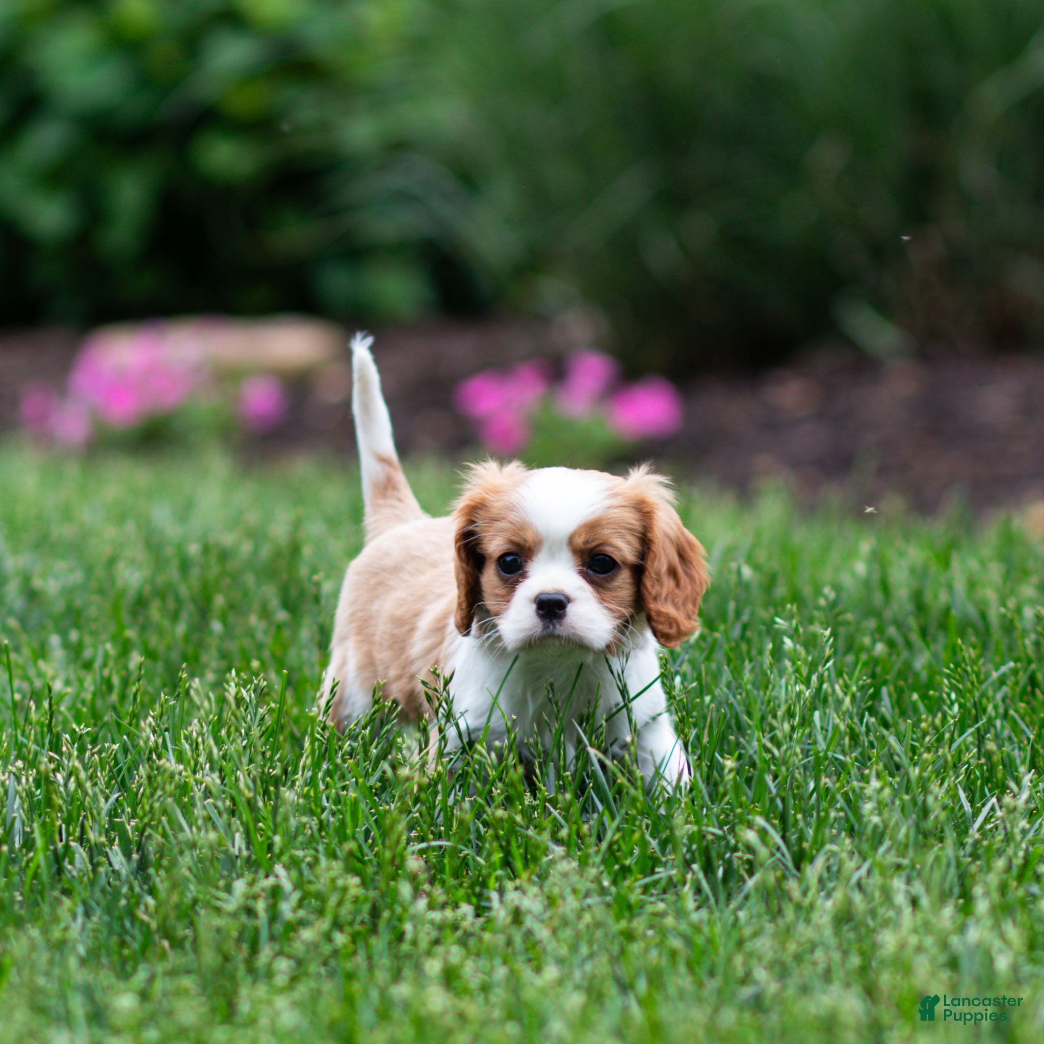 Cavalier King Charles Spaniel dogs Arlan Cavalier King Charles Spaniel Puppy  - Ad 1
