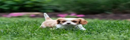 Cavalier King Charles Spaniel dogs for sale: Arlan Cavalier King Charles Spaniel Puppy  - Ad 6