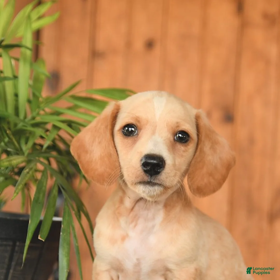 Miniature Dachshund dogs for sale: Fritz - Ad 5