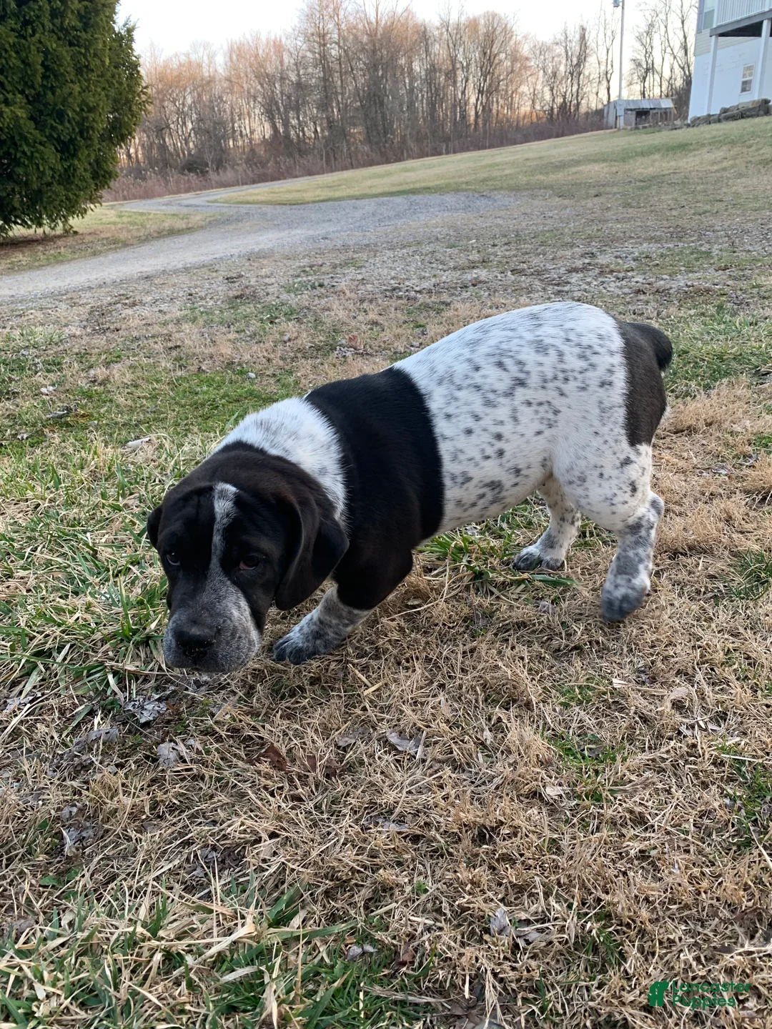 Mixed Breed dogs for sale: Chloe - Ad 5