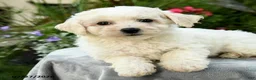 Bichpoo dogs for sale: Lana - Ad 2