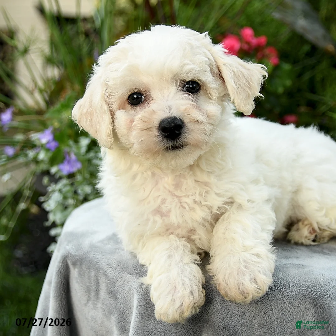 Bichpoo dogs for sale: Lana - Ad 2