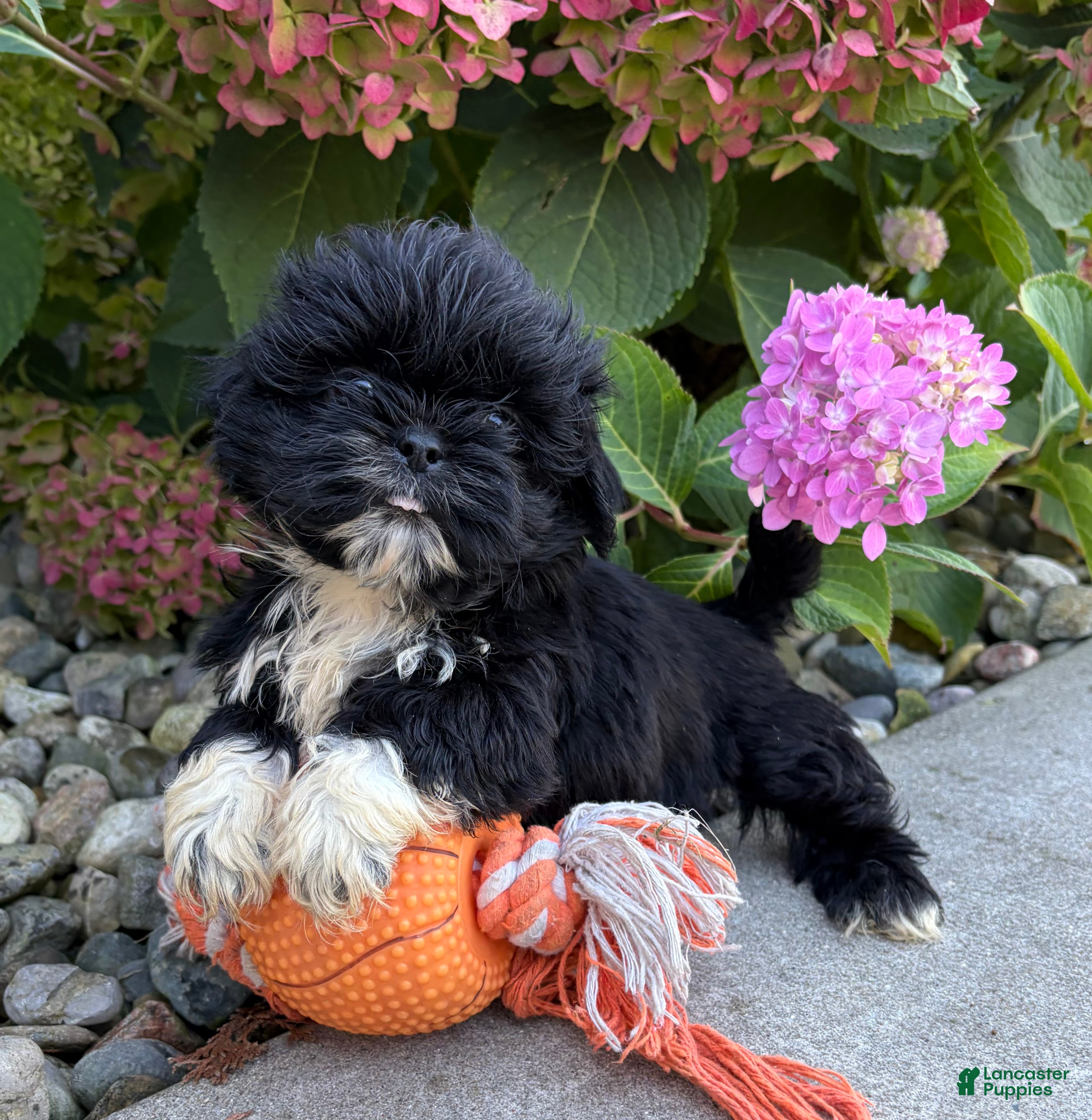 Shih Tzu dogs for sale: Opal - Ad 1