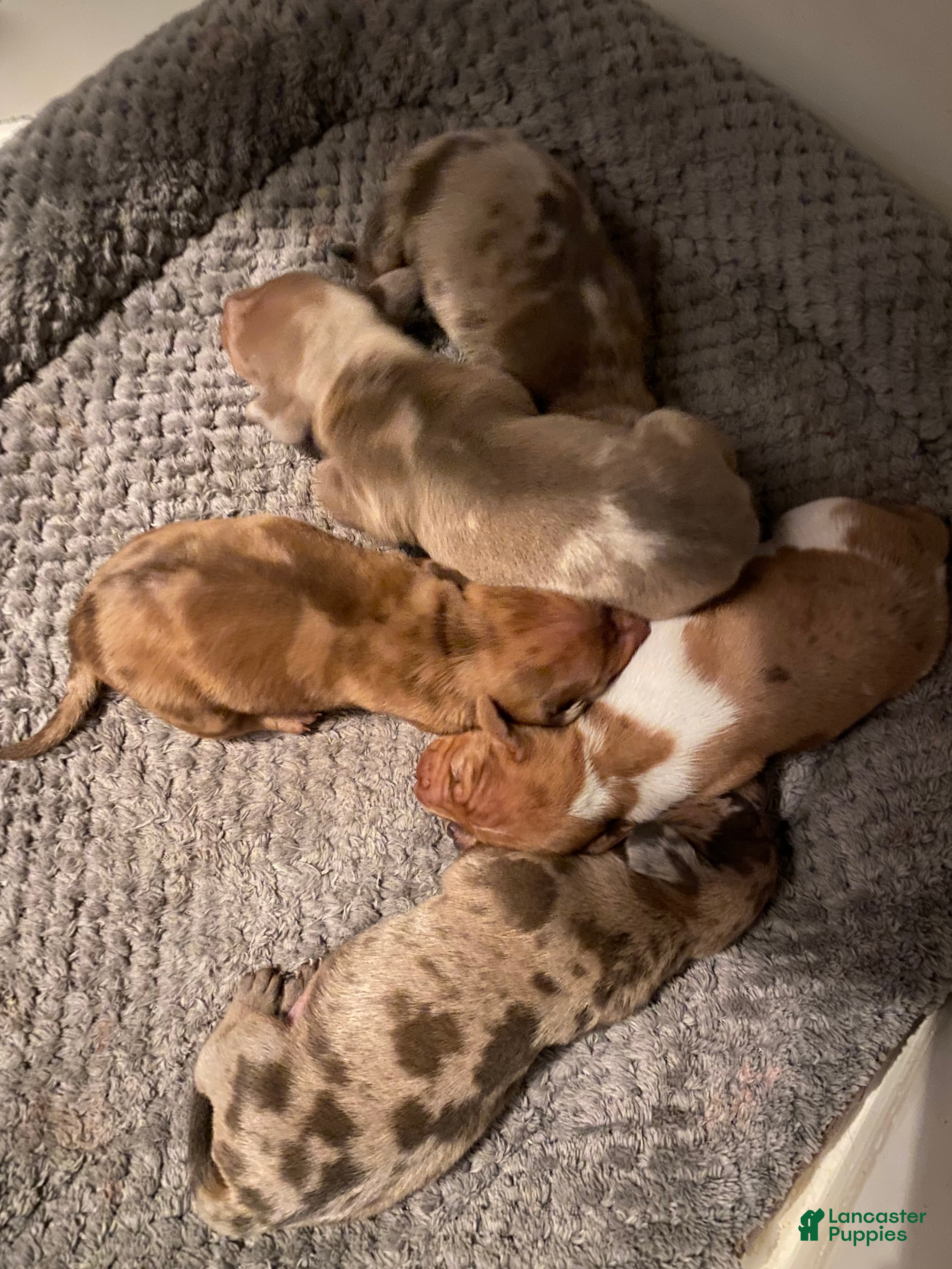 Miniature Dachshund dogs Ginger - Ad 1