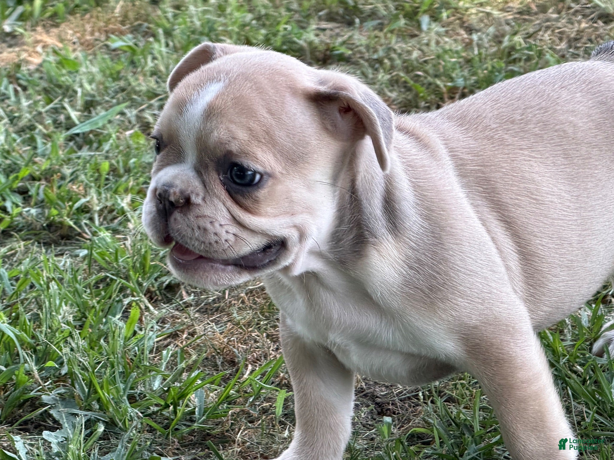 French Bulldog dogs French Bulldog 5 - Ad 38