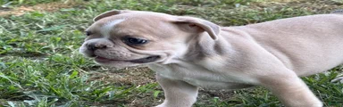 French Bulldog 5