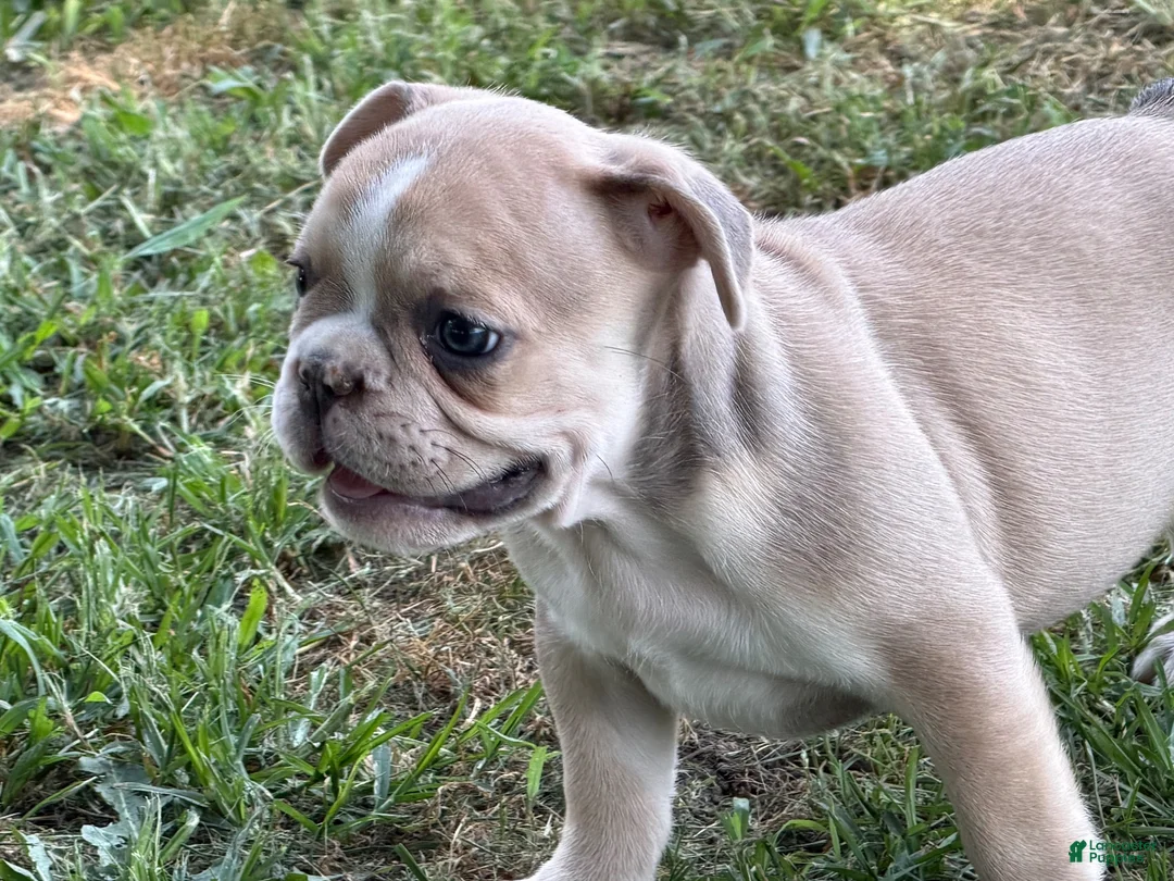 French Bulldog dogs for sale: French Bulldog 5 - Ad 1