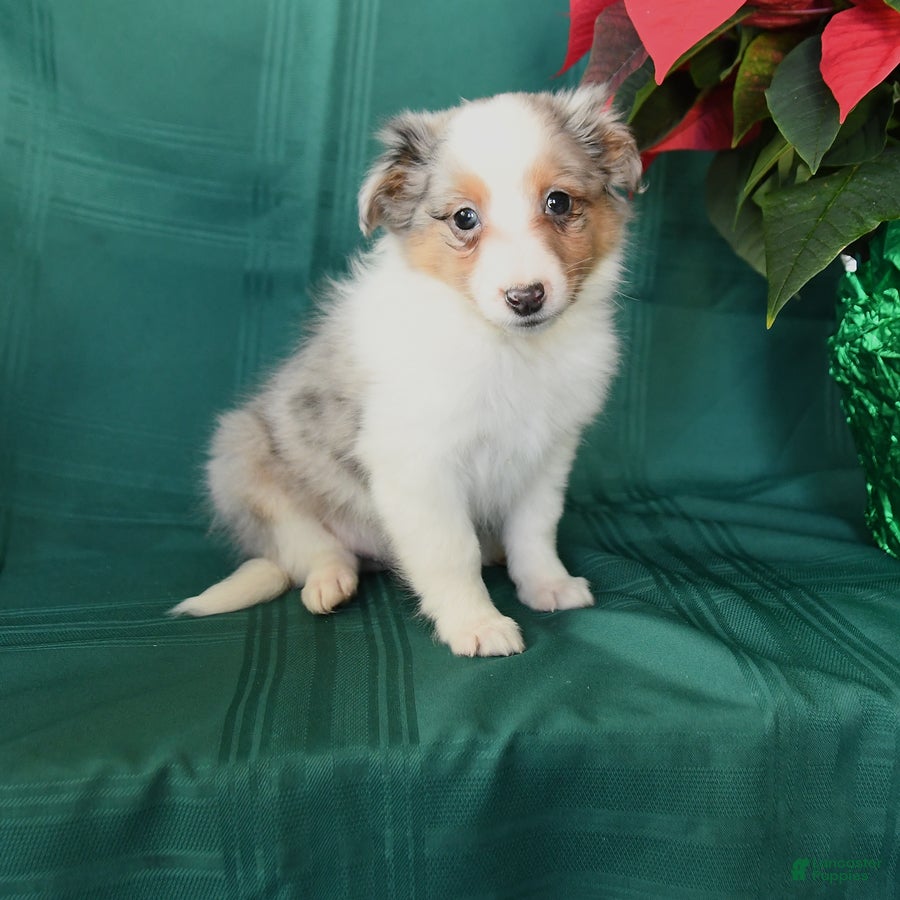 Shetland Sheepdog dogs Kayden - Ad 7
