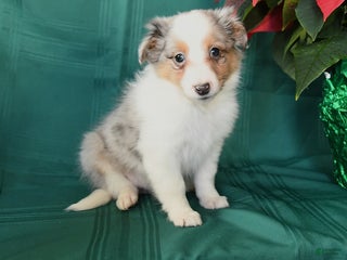 Shetland Sheepdog dogs Kayden - Ad 25