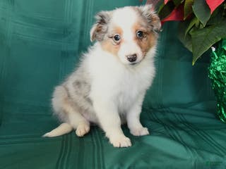 Shetland Sheepdog dogs Kayden - Ad 11