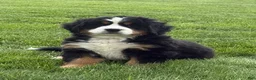 Bernese Mountain Dog dogs for sale: Beatrice - Ad 7