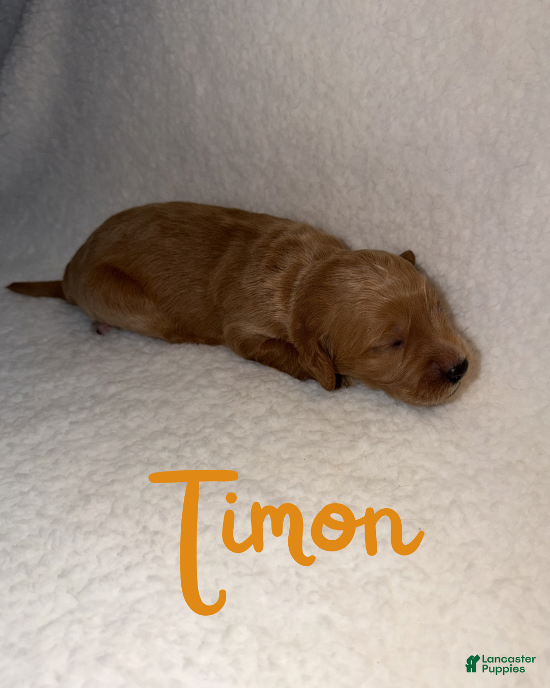 Goldendoodle dogs Timon - Ad 7