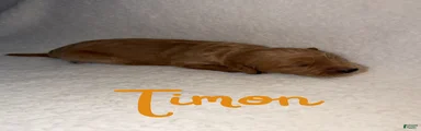 Timon