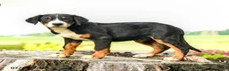 Greater Swiss Mountain Dog dogs for sale: Johann - Ad 3