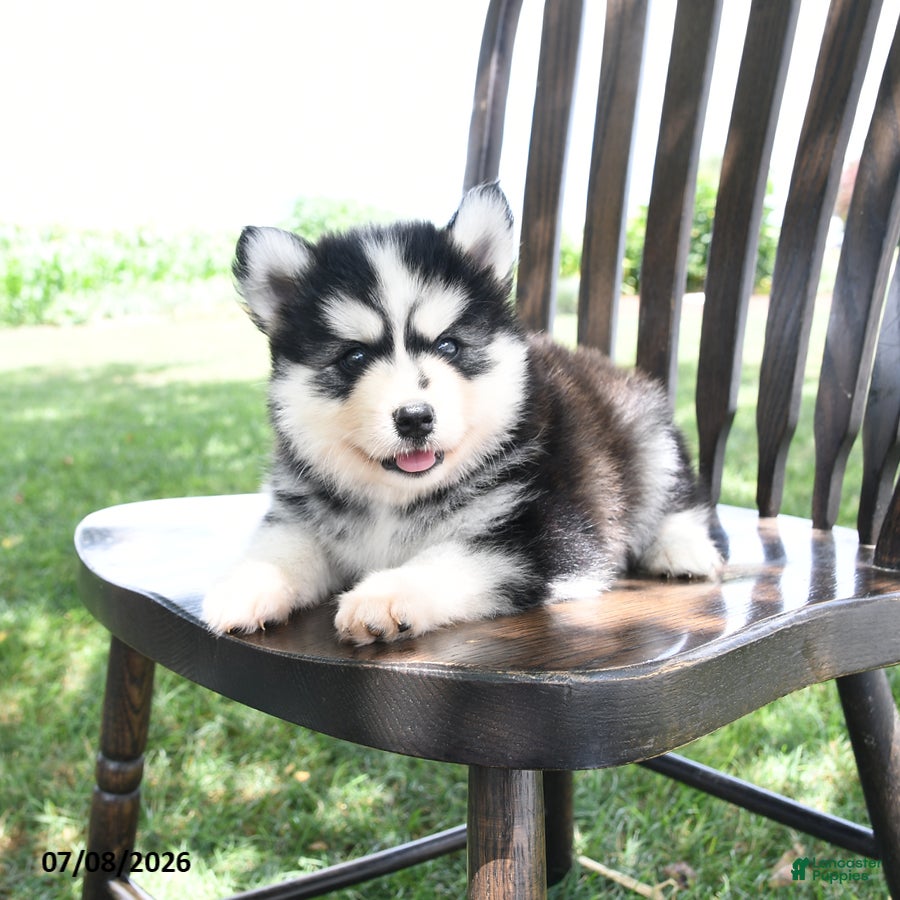 Pomsky dogs Frost  - Ad 2