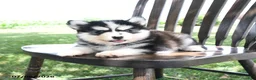 Pomsky dogs for sale: Frost  - Ad 2