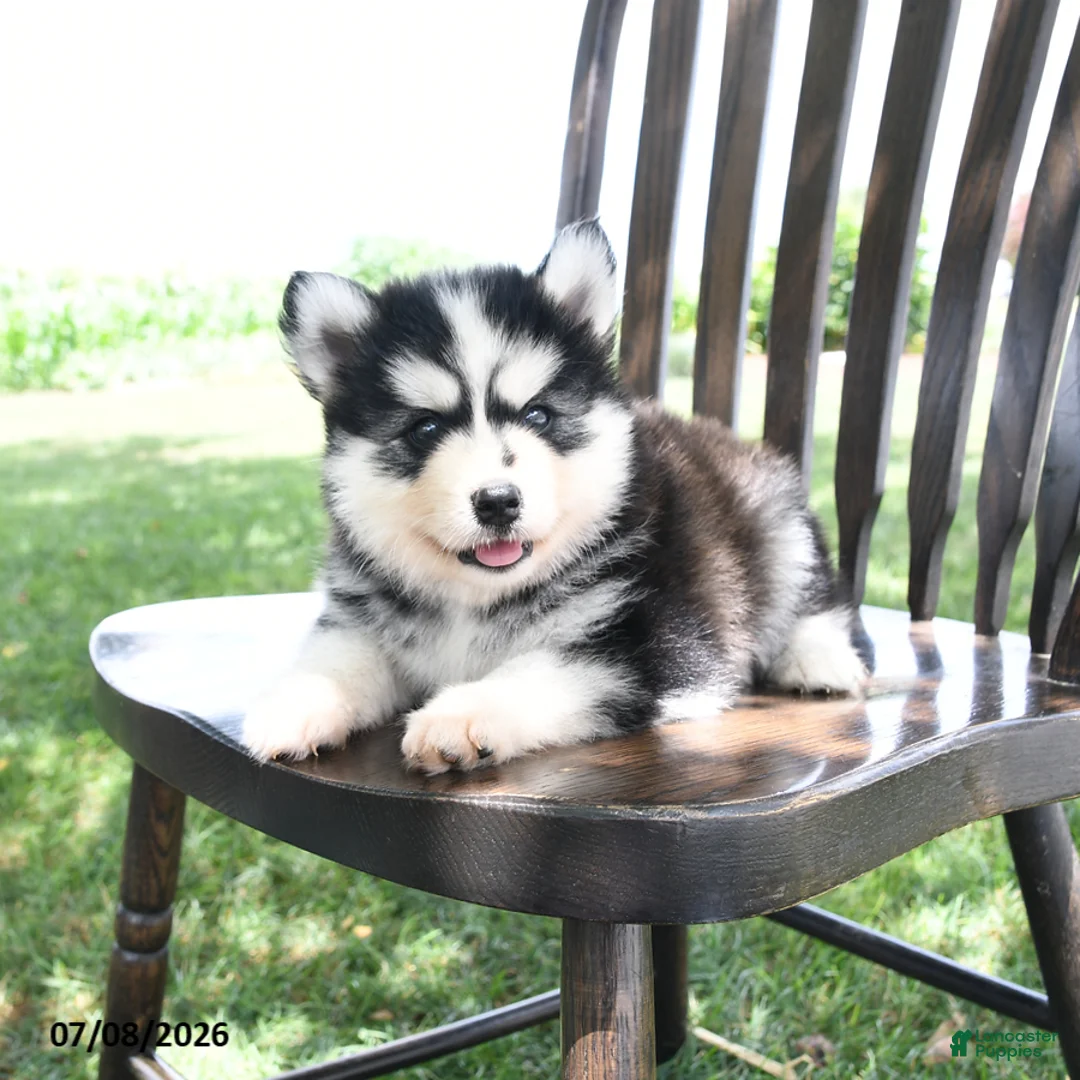Pomsky dogs for sale: Frost  - Ad 2