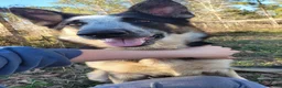 German Shepherd dogs for sale: German Shepherd puppies due Oct 2026 - Ad 11