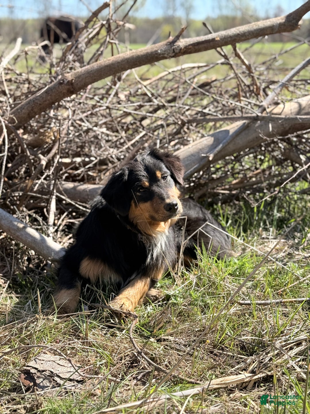 Australian Shepherd dogs for sale: Australian Shepherd Puppy 8 - Ad 6