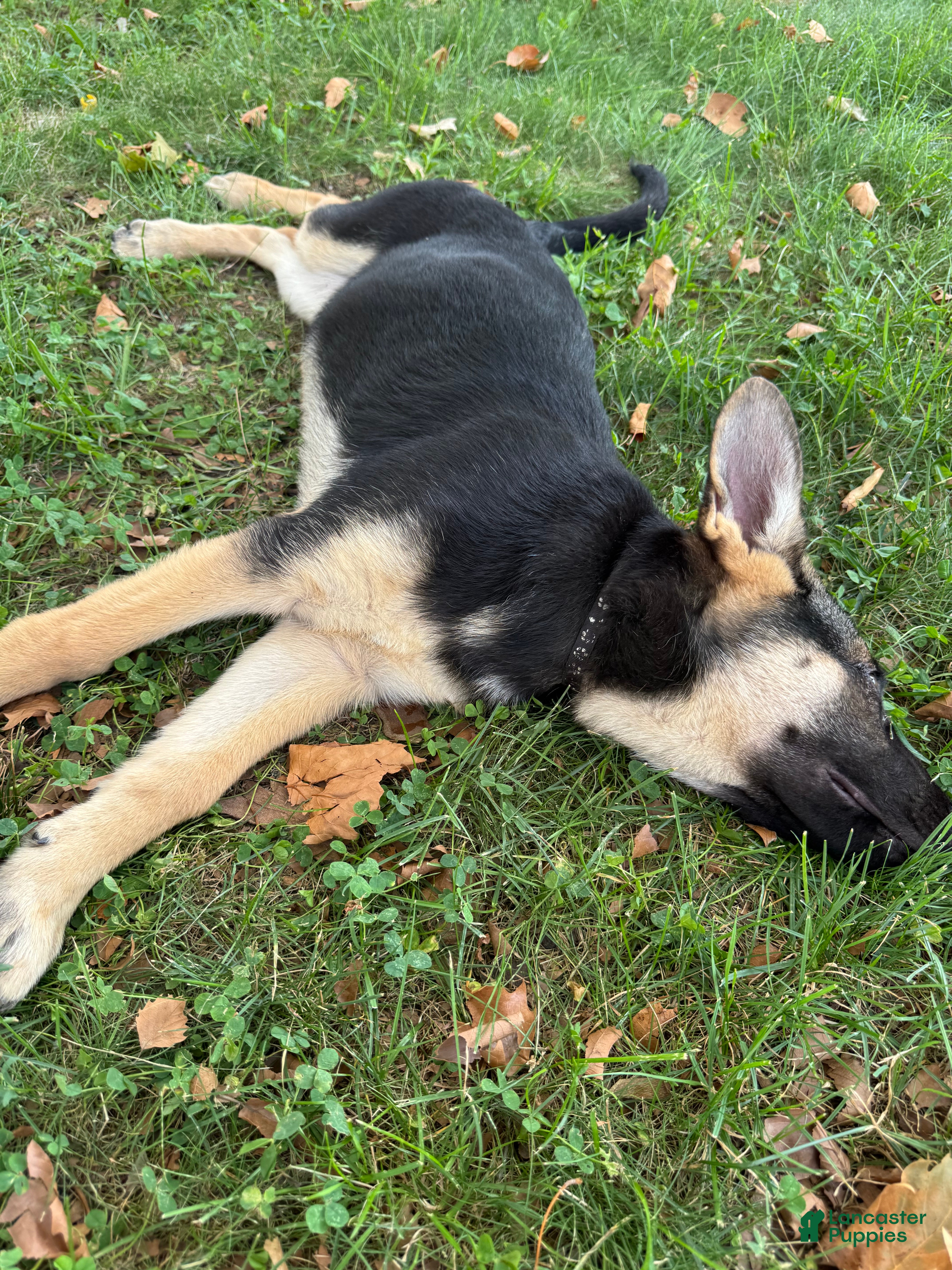 German Shepherd dogs  brownie  - Ad 2