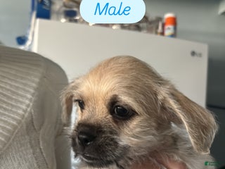 Mixed Breed dogs - Ad 23