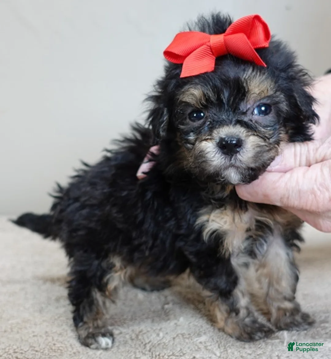 Maltipoo dogs for sale: Zircon - Ad 12