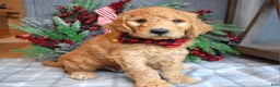 Goldendoodle dogs for sale: Parker  - Ad 6