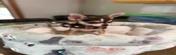 Chihuahua dogs for sale: CKC husky markings  - Ad 3