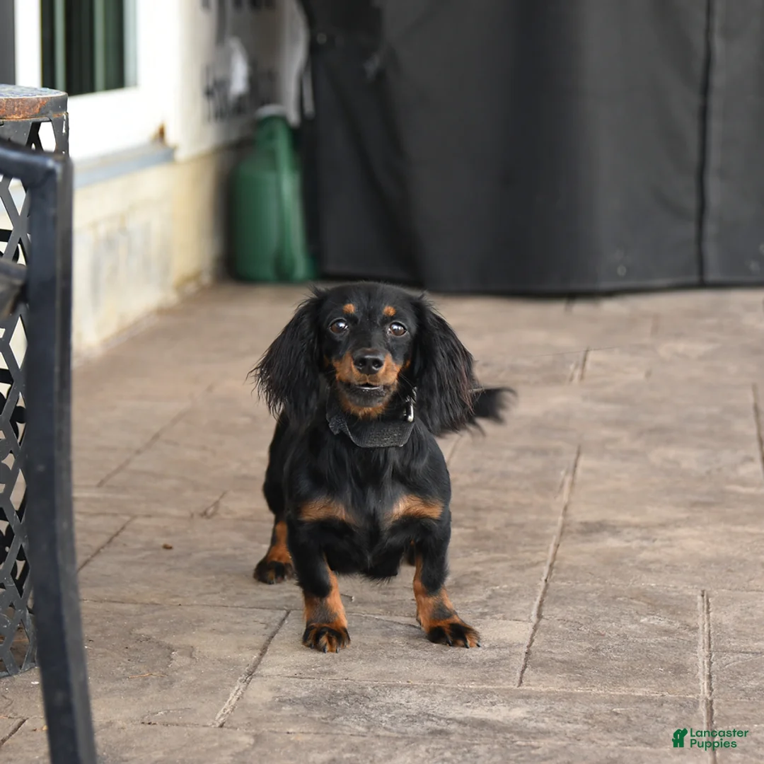 Miniature Dachshund dogs for sale: Bud - Ad 6