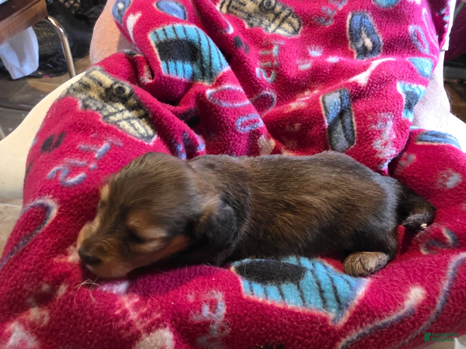 Miniature Dachshund dogs Tilly - Ad 2