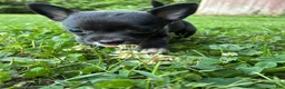 Chihuahua dogs for sale: Poppy  - Ad 6
