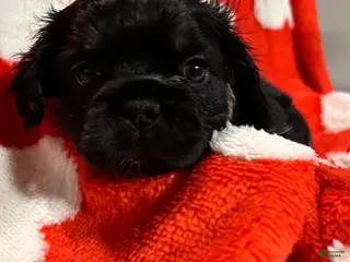 French Bulldog dogs Aurora - Ad 36