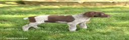 German Shorthaired Pointer dogs for sale: Sophie - Ad 3