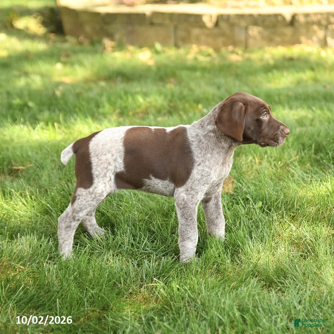 German Shorthaired Pointer dogs for sale: Sophie - Ad 3