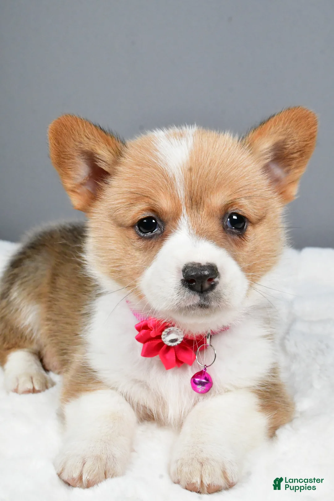 Welsh Corgi Pembroke dogs for sale: Bell - Ad 3