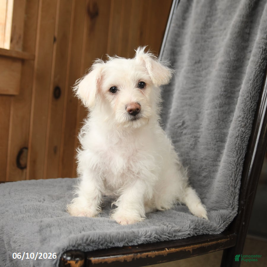 Westiepoo dogs William - Ad 1